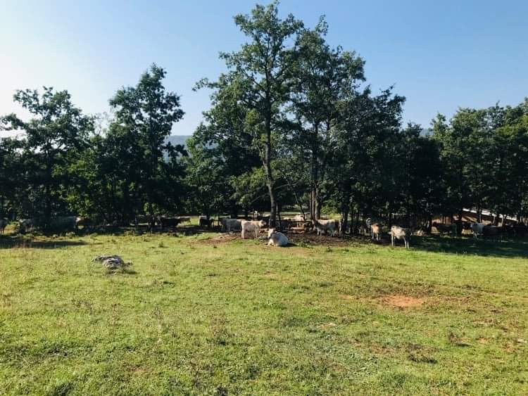 OPG-Kukic,-novi-web-site